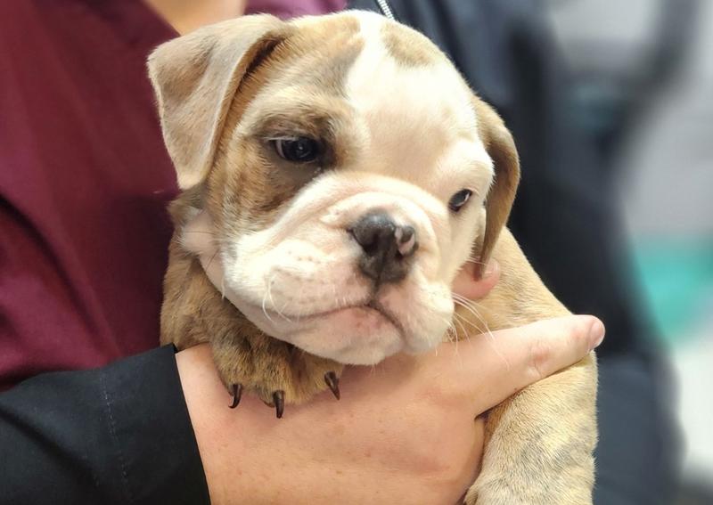 Carousel Slide 8: Bulldog Puppy Love