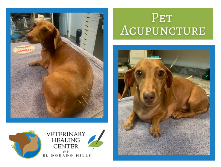 Pet Acupuncture: A Gentle, Powerful Tool for Pain Relief and Healing