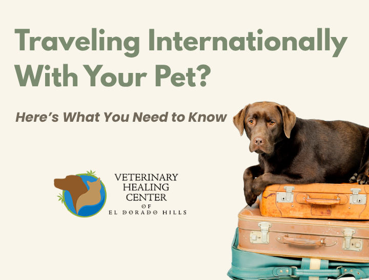 Ready for Takeoff? A Pet Parent’s Guide to International Pet Travel