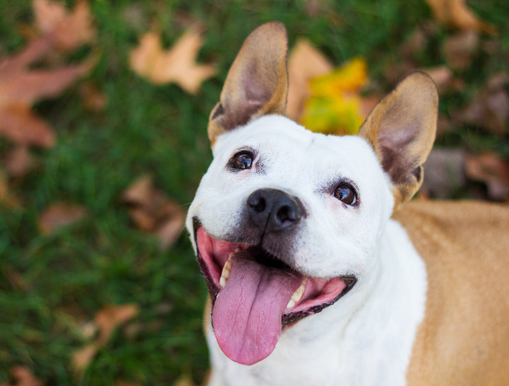 regenerative medicine for pets