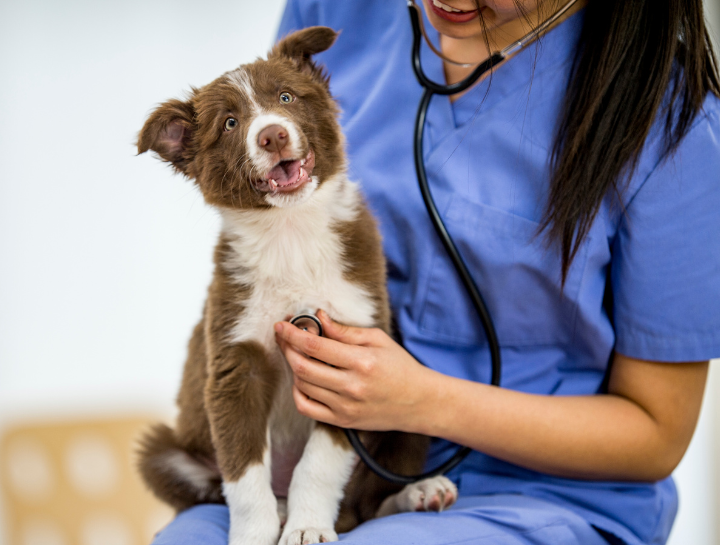 $city Vet Exams